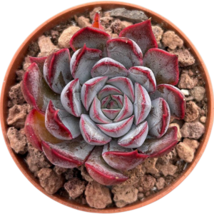 Echeveria Dark Ice