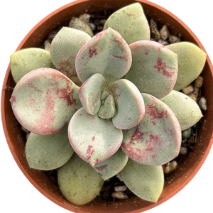 Graptoveria Cumbre Vieja