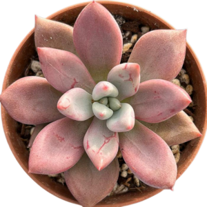 Echeveria Peach Garden