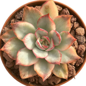 Echeveria Esther Variegada