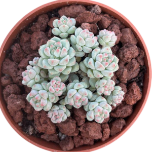 Sedum Perez de la Rosae