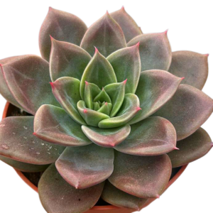 Echeveria Clarice