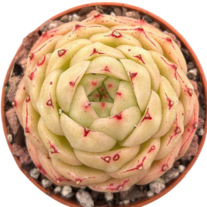 Echeveria Phoenix Fire