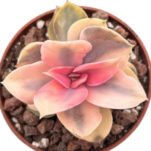 Echeveria Rainbow