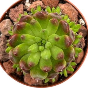 Orostachys Japonica