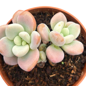 Graptosedum Luoshen
