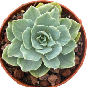 Echeveria Silver Queen Variegada