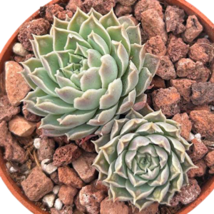 Echeveria Heart Choice