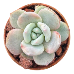 Echeveria Orange Monroe