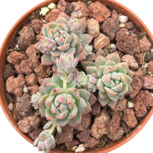 Echeveria Prolifica