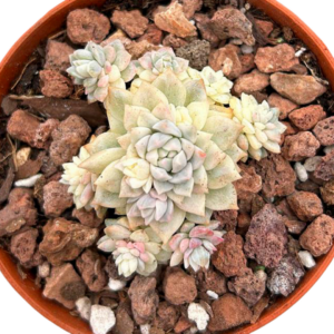 Echeveria Prolifica Variegada