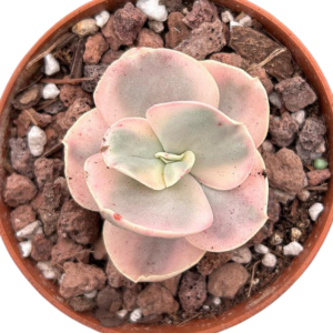 Echeveria Suyon Variegada