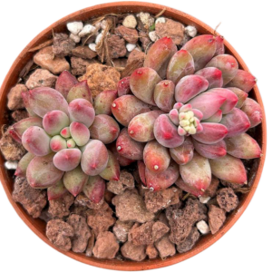 Echeveria Goldfish Hime II