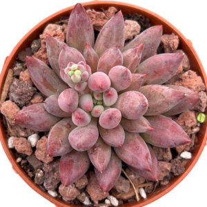 Echeveria Goldfish Hime