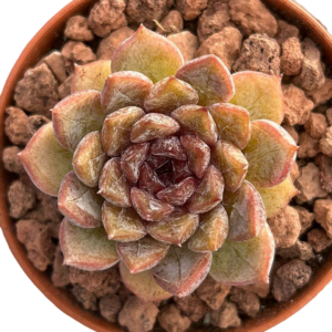 Echeveria Black Zaragoza