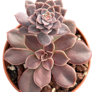 Echeveria Diffractens x Carnicolor