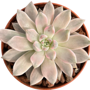 Echeveria Scarlet Variegada
