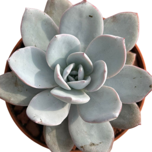 Echeveria White Lotus