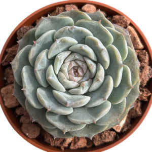 Echeveria Pure Love