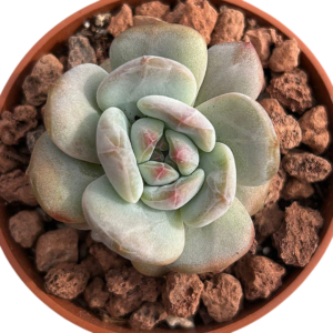 Echeveria Pomegranate