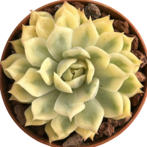 Echeveria Onslow Variegada
