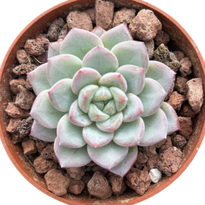 Echeveria Werther