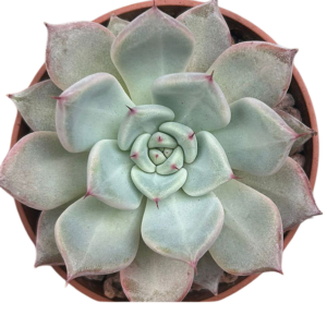 Echeveria Wedding Ring
