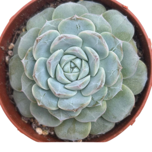 Echeveria Sea Dream