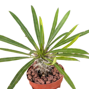 Pachypodium Lamerei (Palmera de Madagascar)