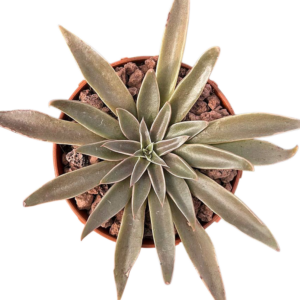 Echeveria Sabre Wolf