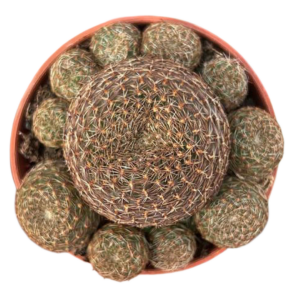 Rebutia Heliosa var. Condorensis