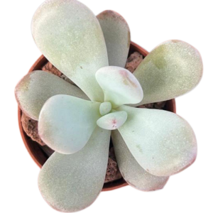 Pachyveria Laon
