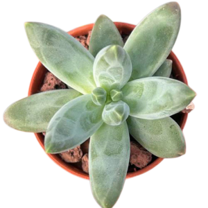 Pachyphytum Compactum Little Yewel
