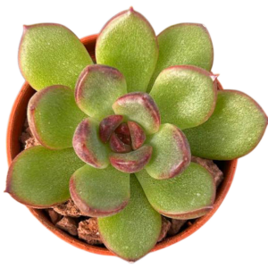 Echeveria Black Tiger