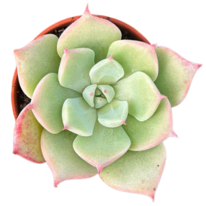 Echeveria Chihuahuensis Yecora