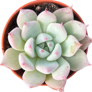 Echeveria Beatrice