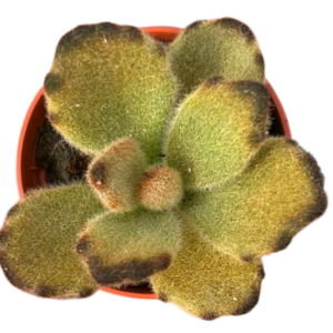Kalanchoe Tomentosa Teddy Bear