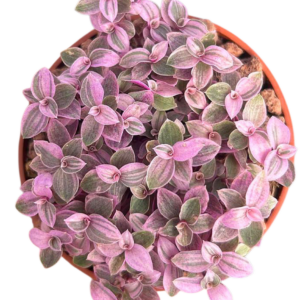 Calisia Repens Pink Lady