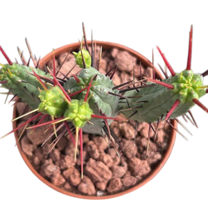 Euphorbia Enopla
