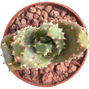 Aloe Aculeata