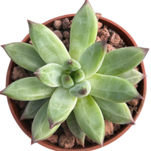 Pachyphytum Compactum x Echeveria Tolimanensis