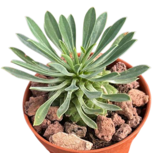 Euphorbia Sotetsu Kirin