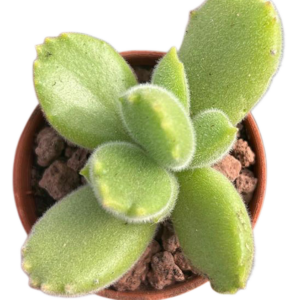 Cotyledon Tomentosa