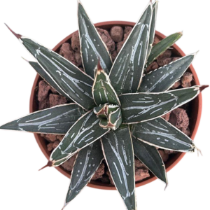 Agave Victoriae Reginae