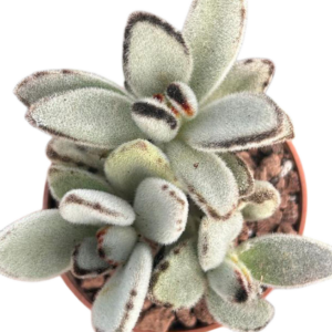 Kalanchoe Tomentosa