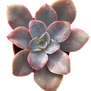 Echeveria Virosa