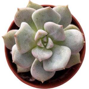 Echeveria Cream Puff