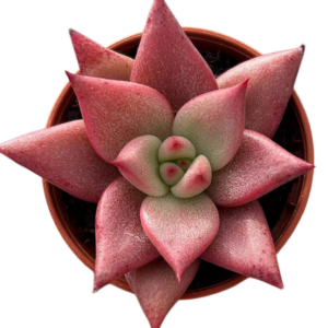 Echeveria Agavoides Romeo