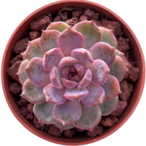 Echeveria Strawberry
