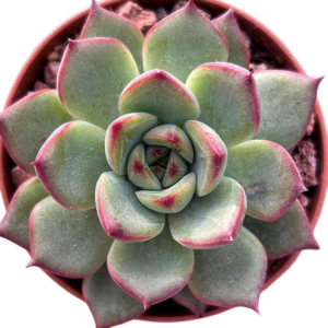 Echeveria Fire Pilar